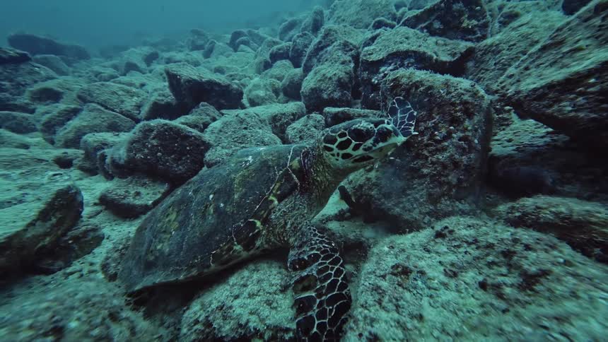 Sea turtle on rocks on the ocean floor