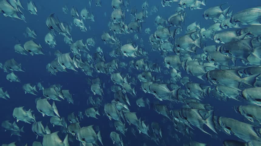 A large school of fish swims together through a cloudy blue ocean