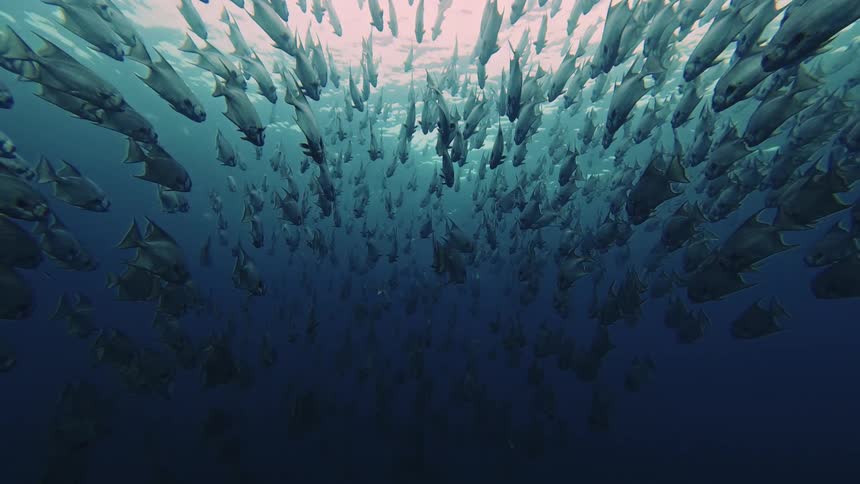 A group of fish swimming in the water on a sunny day