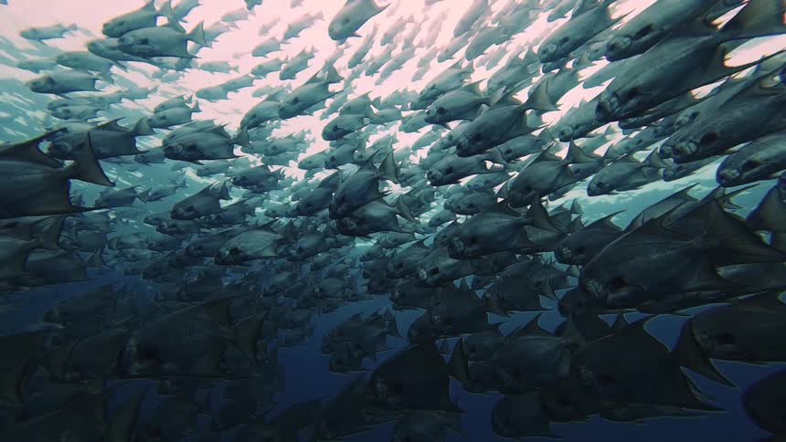 A large school of fish swimming under sunlight in the ocean
