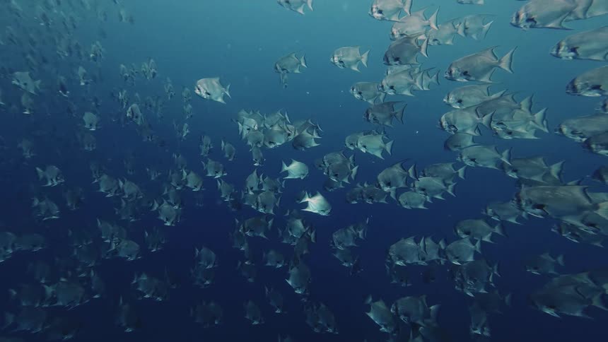 A massive school of fishes swims gracefully through the deep blue ocean