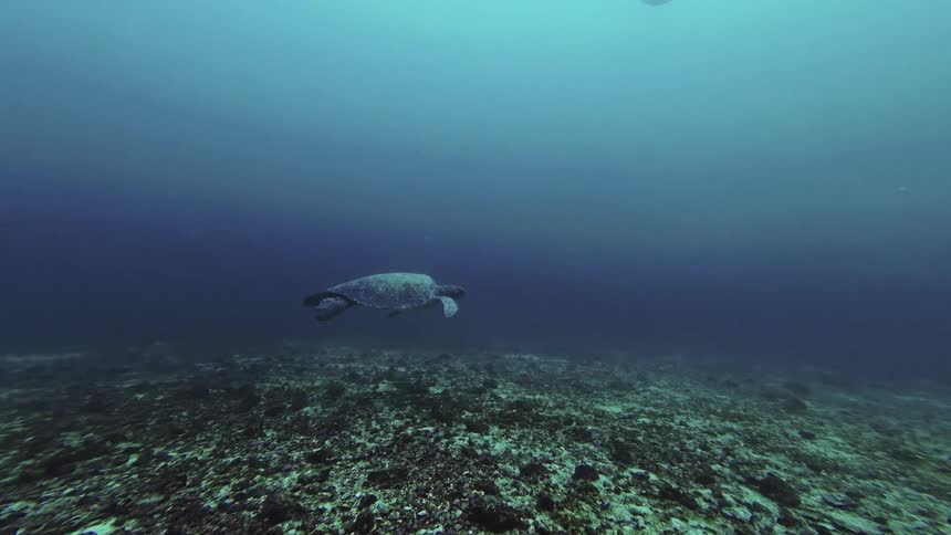 The turtle is swimming along the sea floor