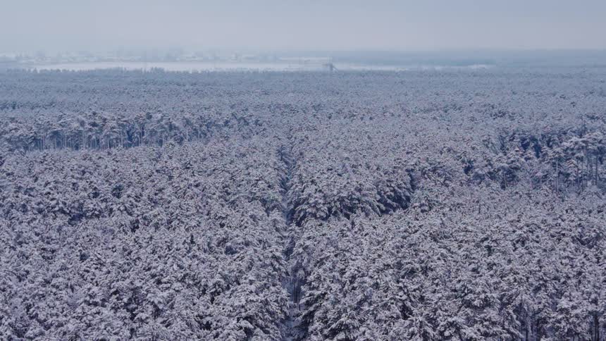 Trees in a snow covered forest with the coast in the distance under a cloudy winter sky