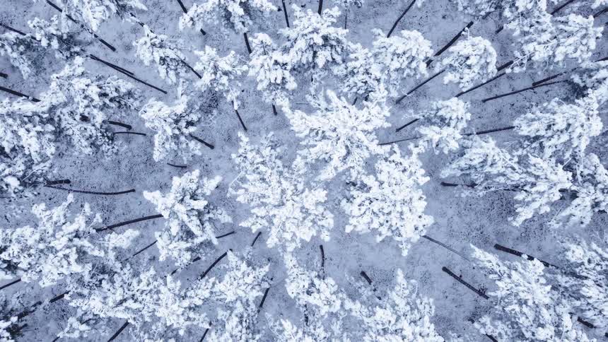 Aerial view of snowcovered forest with trees aligned vertically