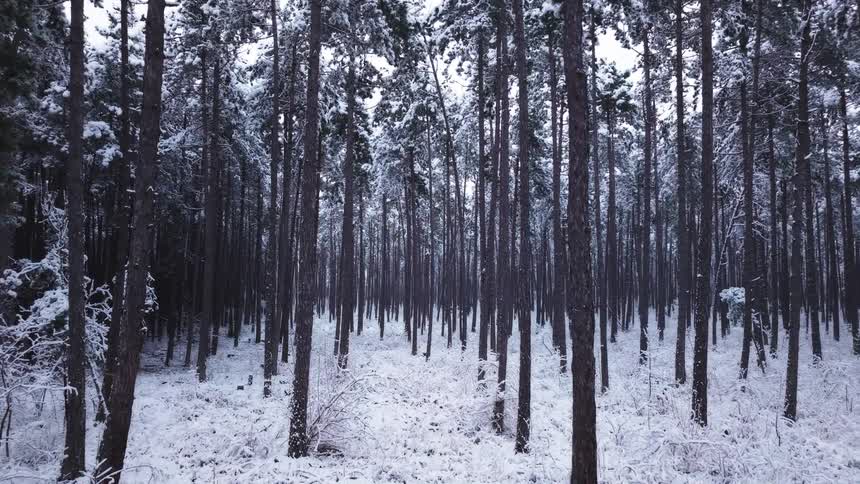 The view moves steadily forward along a narrow snowy path between tall pines with dark trunks sliding past on both sides as the frosted forest thickens ahead in cold muted light