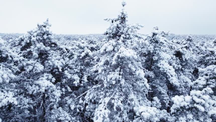 An aerial view shows many pine trees covered in thick white snow under a grey sky