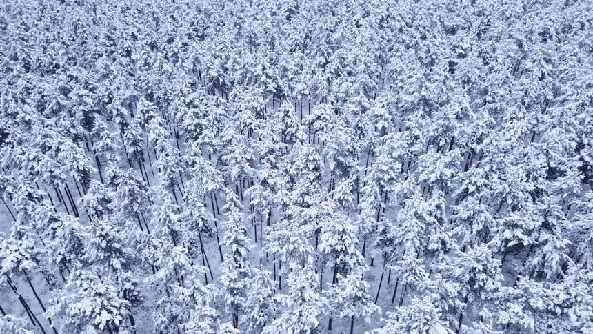 An overhead view shows many pine trees covered in thick white snow