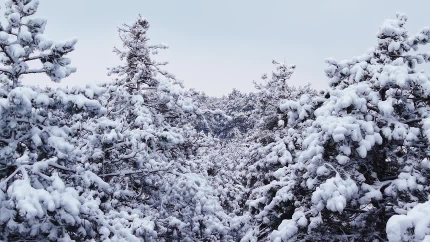 An aerial view lifts upward over a dense snowcovered pine forest with frosted treetops dropping lower in the frame as more of the pale sky and a distant ridge line slowly comes into view