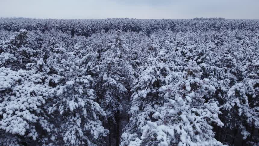 Frozen trees in a forest covered in snow outdoors during day time