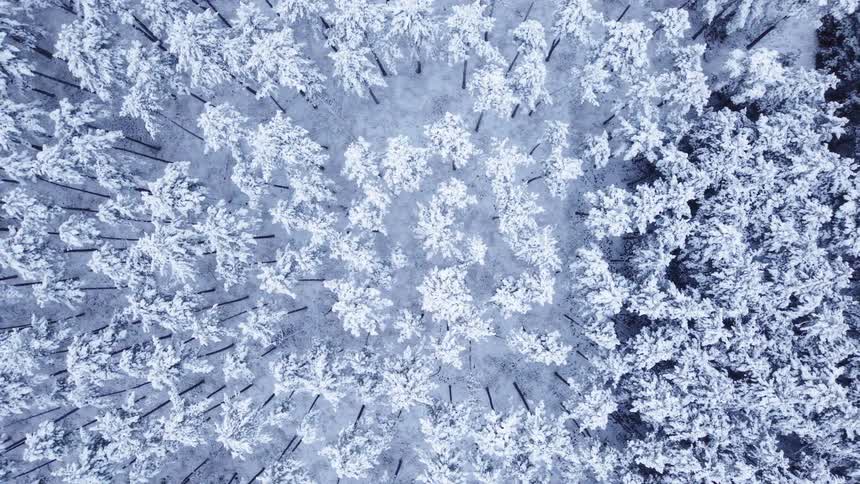 An aerial view pans left over a snowcovered forest revealing frosted treetops and dark trunks below as the canopy slides smoothly across the frame in cold even light