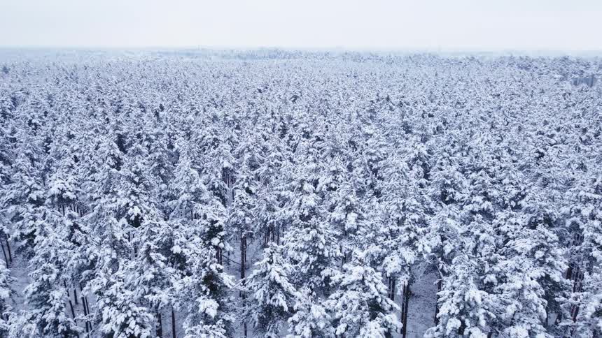 Frozen trees in a forest covered in snow outdoors during day time