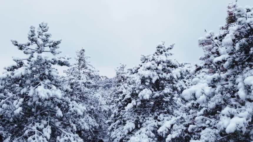 This video features an ascending aerial view that begins close to snowheavy pine branches and rises to reveal a vast frozen forest horizon the dense canopy is completely blanketed in white under an overcast sky creating a quiet and immersive winter la