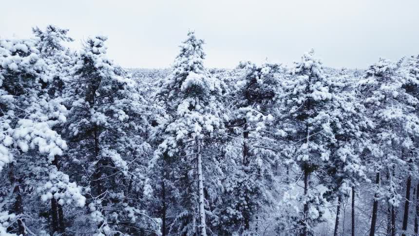 A dense forest of evergreen trees heavily blanketed in fresh white snow under an overcast skythe camera slowly pans across the frozen treetops revealing a quiet and serene winter landscape stretching toward the horizon