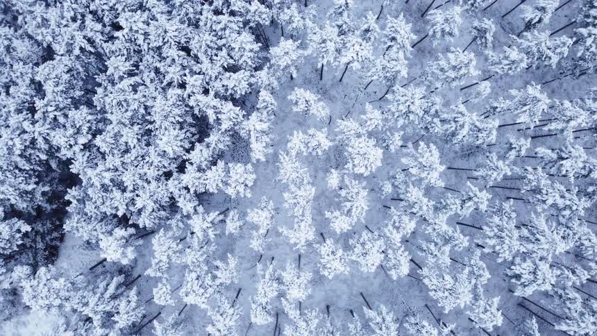 An aerial view looks straight down onto a dense forest where every pine tree branch and the ground are completely covered in thick white snow creating a textured winter pattern