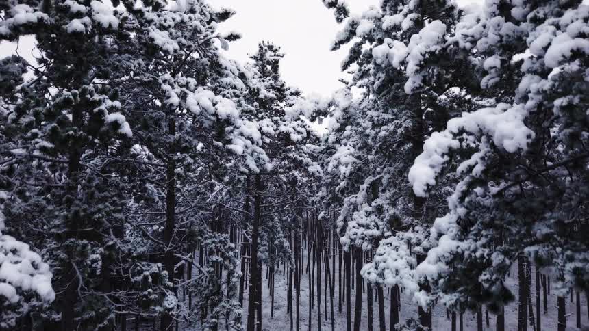 A dense pine forest where every branch is heavily weighted by fresh white snow