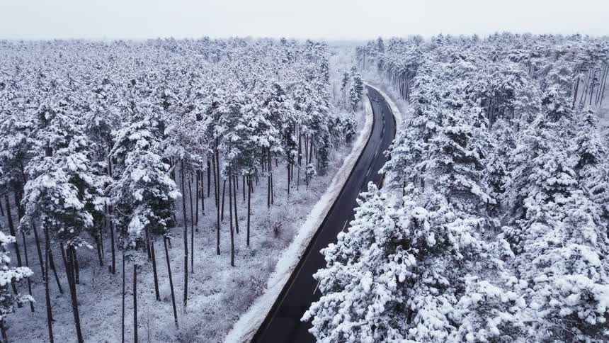 A road passes through a forest full of tall trees that are covered in snow