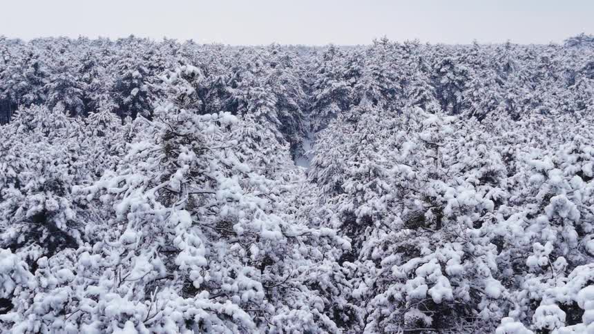 Snowcovered forest canopy seen from above on a cloudy day