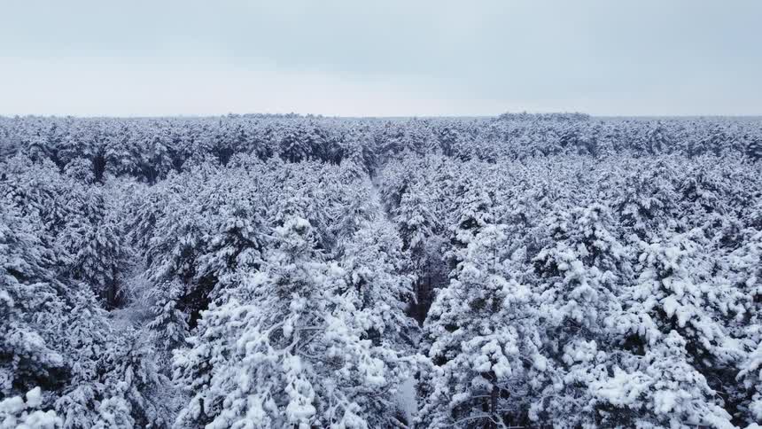A dense forest of pine trees completely covered in thick white snow under a grey overcast sky