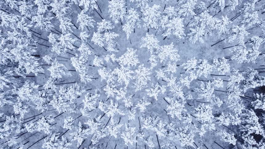 Forest covered in ice and snow outdoors during day time