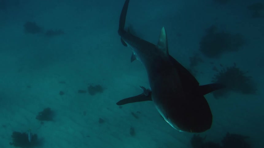 A shark swimming steadily through deep dark blue water over a sandy ocean floora smaller fish is attached to the side of the shark as it glides past dark reef formations