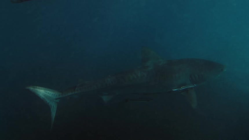 A shark calmly swims beneath the surface of the ocean water
