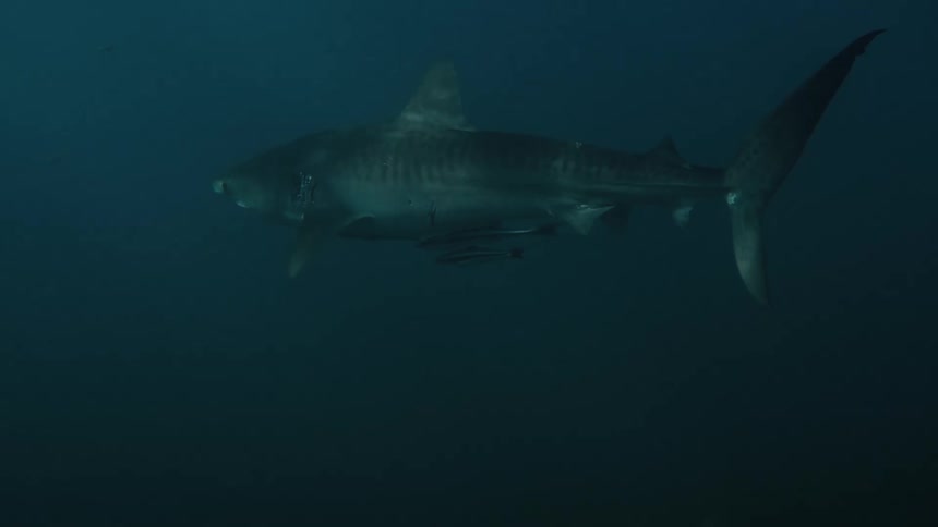 A shark swimming in the ocean