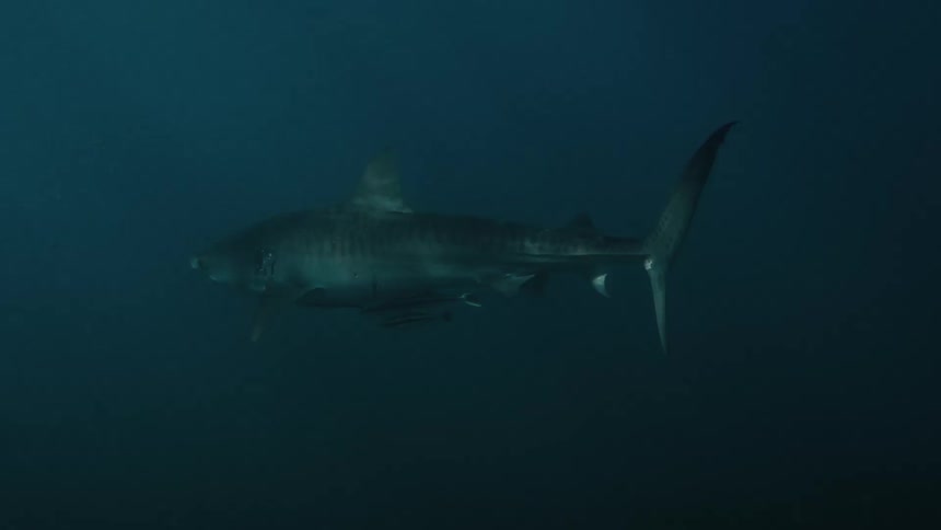A large tiger shark with distinct vertical stripes cruising slowly through deep dark blue waterseveral small remora fish are seen swimming closely underneath its belly taking advantage of the sharks protection and scraps of food