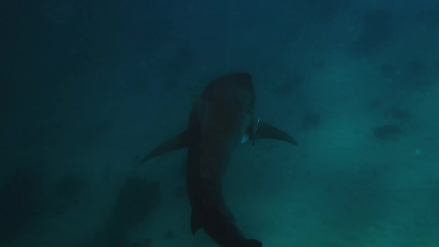A large shark with dark skin and a white underside swims slowly through deep blue water over a sandy ocean floor in a dim underwater environment