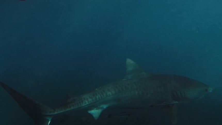 A large shark swims through deep blue water with small remora fish attached to its underside while the dark ocean floor remains visible in the background