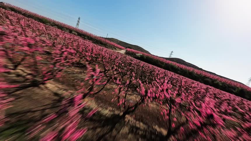 A lowaltitude highspeed flight over an expansive orchard filled with vibrant pink blossoms the camera moves quickly across the rolling hills capturing rows of flowering trees beneath a clear blue sky