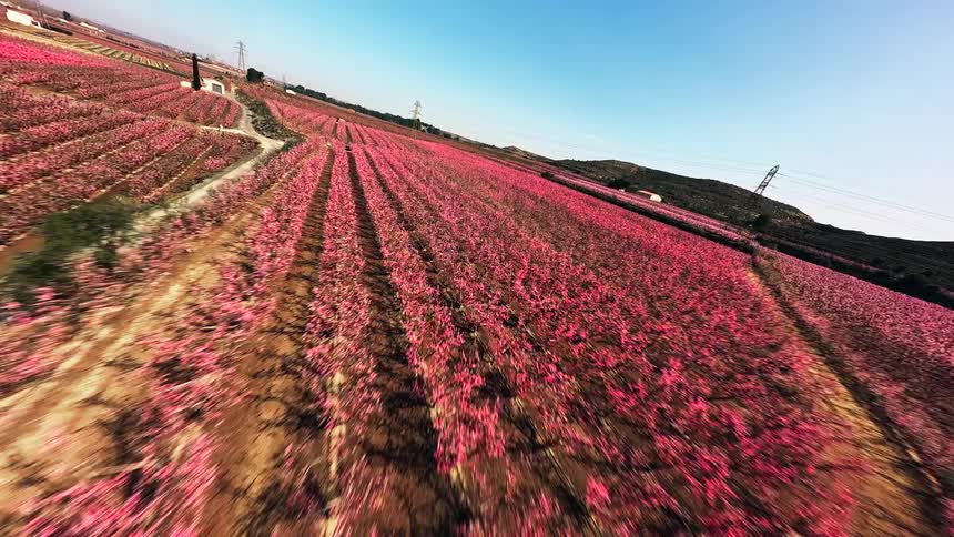 Aerial view of crop fields in rows with pink blossoms separated by dirt roads