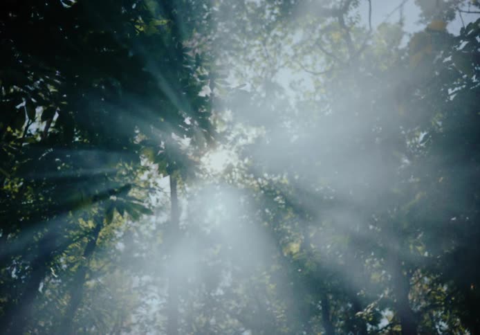 Bright sunbeams shine through the green leaves of tall trees in a forest as mist or smoke drifts through the air creating a soft and hazy atmosphere