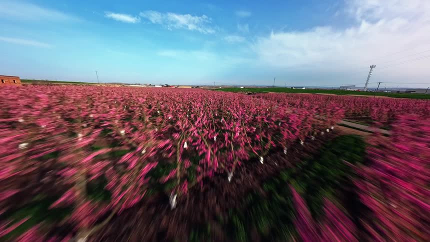This video features a fastpaced lowaltitude drone flight over a vast field of vibrant pink blossoming trees the sweeping motion captures the colorful orchard stretching toward the horizon under a clear blue sky with power lines in the distance