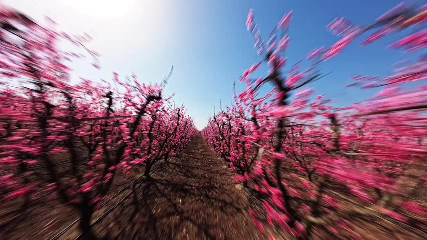A fast moving camera travels through long rows of trees covered in bright pink blossoms under a clear blue sky and a shining sun in an orchard