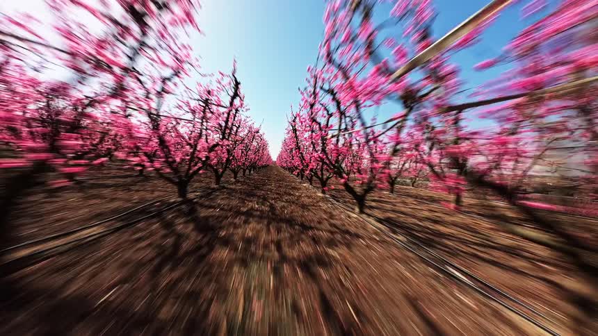 An orchard filled with peach trees in full bloom during spring on a farm at midday