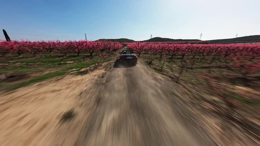 The car speeds through the pink crops