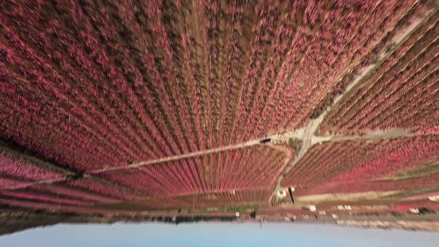 Rows of trees with pink blossoms seen in motion under blue sky