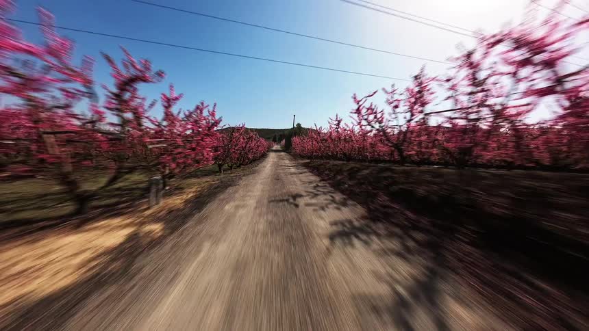 A time lapse of moving backwards along a road lined by orchards