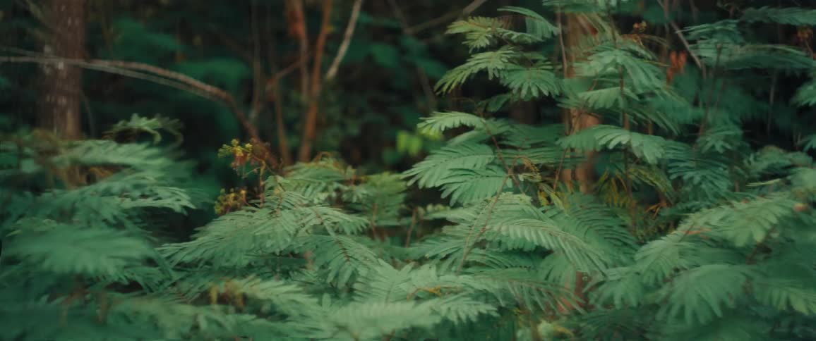 A dense thicket of vibrant green fern leaves and tropical foliage in a dark forest where thin tree trunks and tangled branches are visible