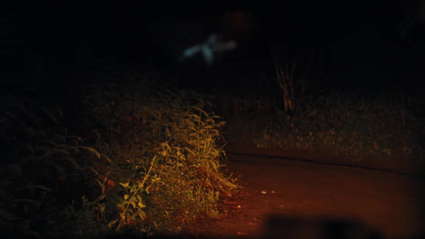 Looking out of a car while driving down a trail at night