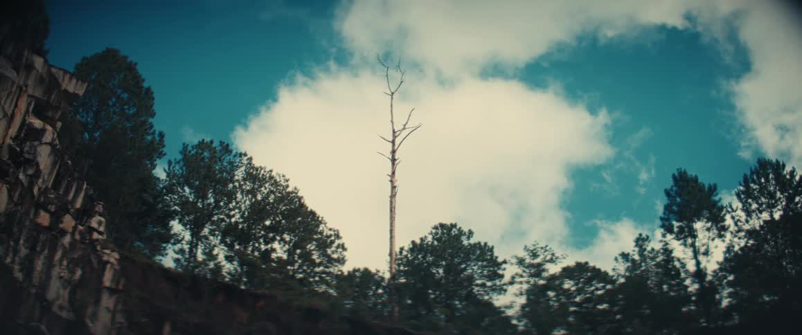 A tall barren tree is by the cliff