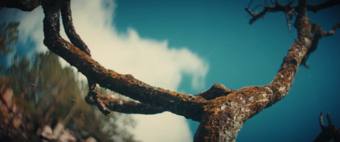 A mossy tree branch against blue sky and white clouds during daytime