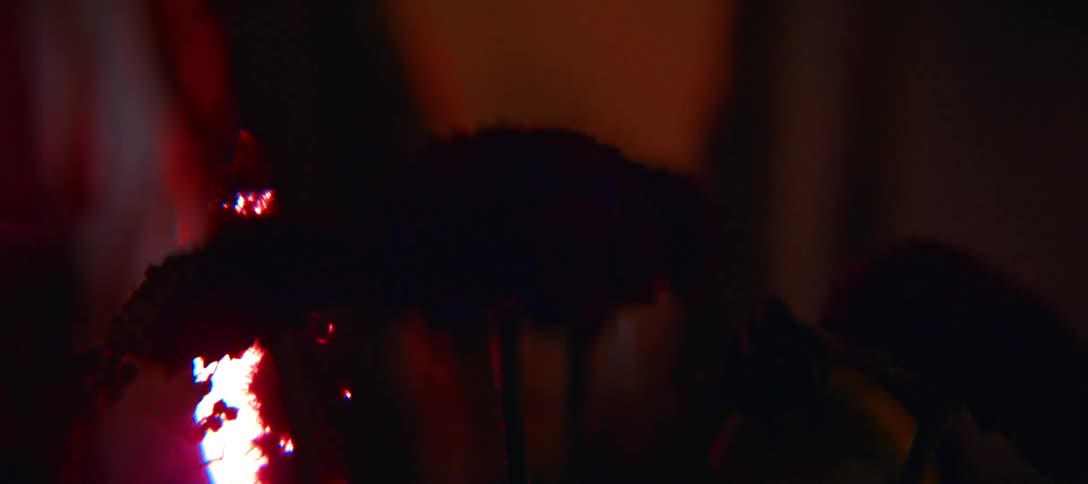 Dark silhouettes of flowers are positioned in front of a bright projector lens that shifts colors and shapes creating a high contrast scene with warm orange and cool blue glows illuminating the edges of the petals in a dimly lit room