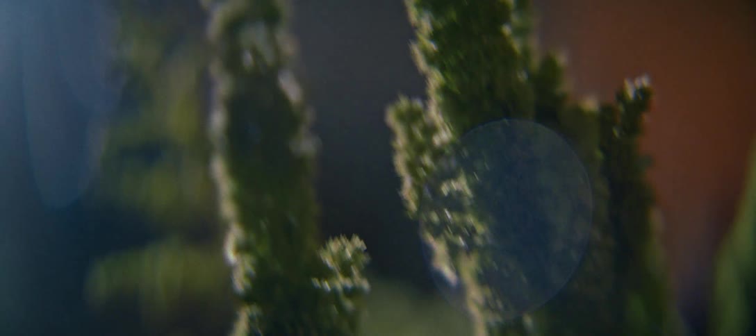 Closeup of green plants with detailed texture and blurred background