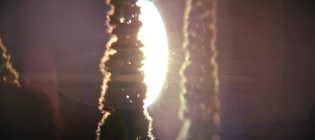 Plants backlit with intense sunlight in the background creating silhouettes