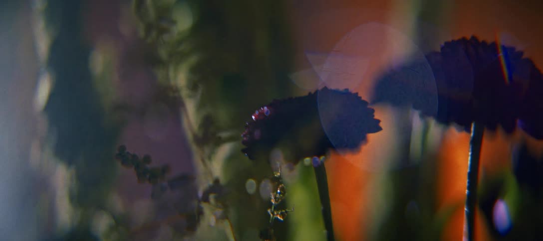 Silhouetted flowers highlighted against vibrant colorful background