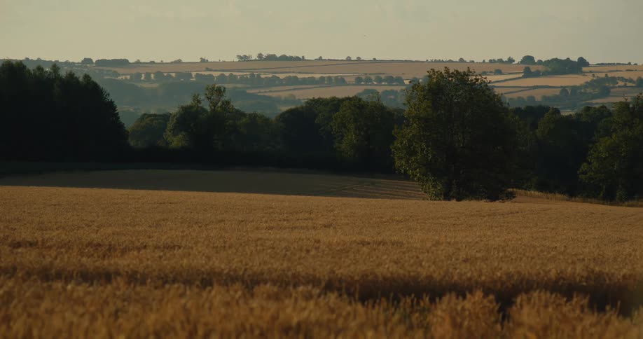 Golden wheat fields stretch across a rolling landscape with clusters of green trees and distant hills under a soft hazy sky at sunset
