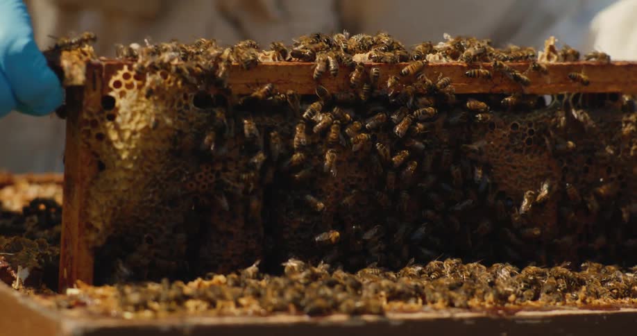 A beekeeper removes a section of a beehive while wearing protective clothing on a sunny day