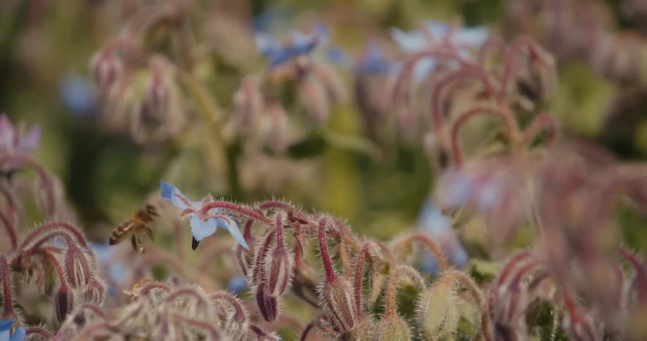 Bee collecting nectar from blue flower