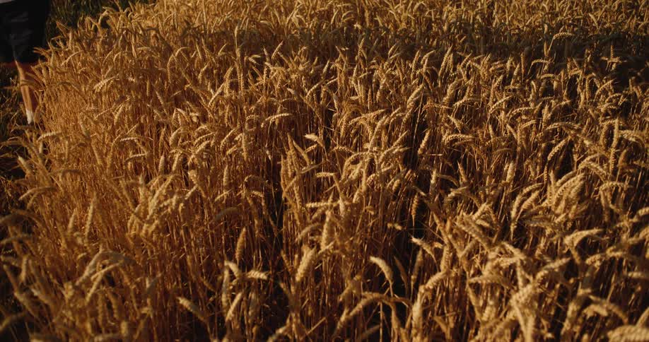 A person walks next to golden wheat stalks stand densely in a field during a sunset as the warm light glows across the crop